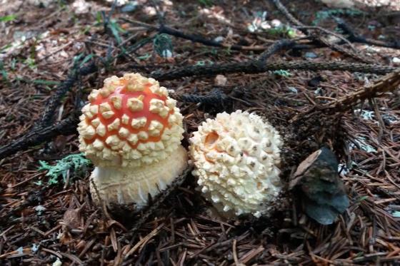 Illustrasjonsbilde for Kurs om soppens rolle innen ernæring og dens medisinske virkning / Course about the role of fungi in nutrition and its medical use