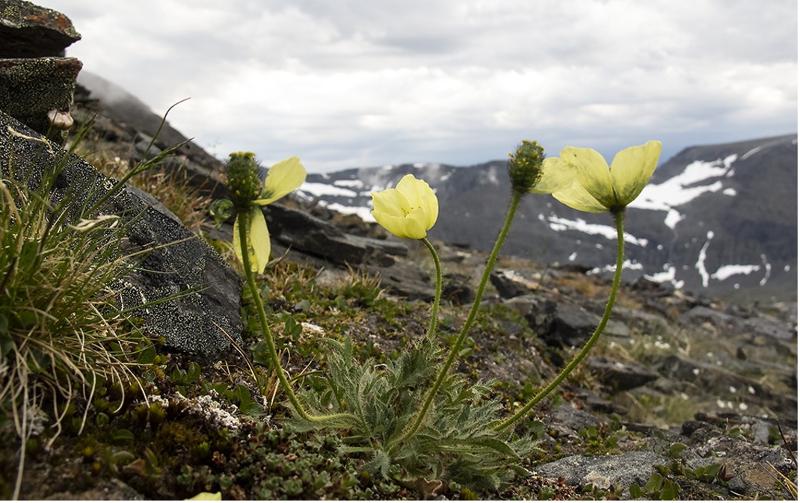 Læstadiusvalmue på fjellet Pältsan nær norskegrensen mot Troms.