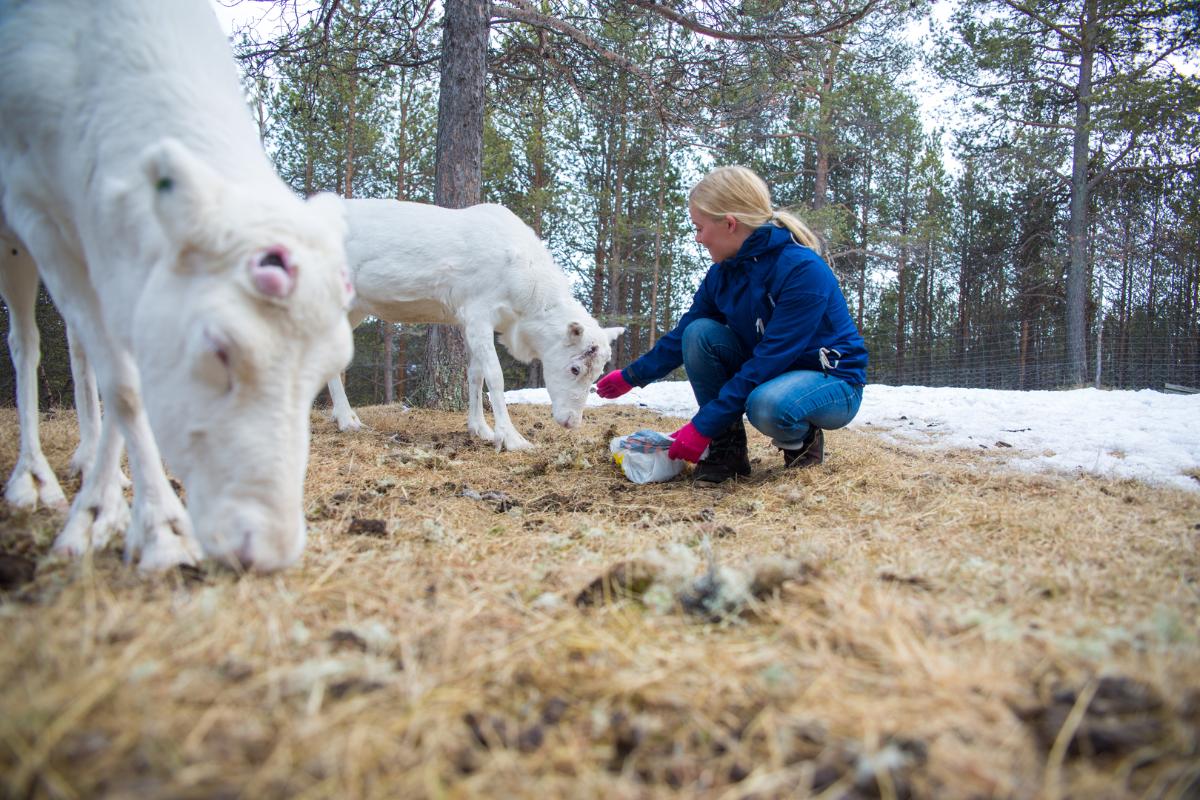 Reinsdyr som blir matet av et mennesker