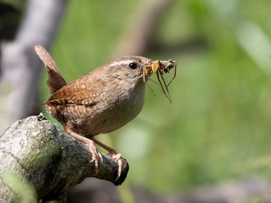 Illustrasjonsbilde for Hva lever fuglene av når vinteren setter inn? | Arr.: BirdLife Tromsø