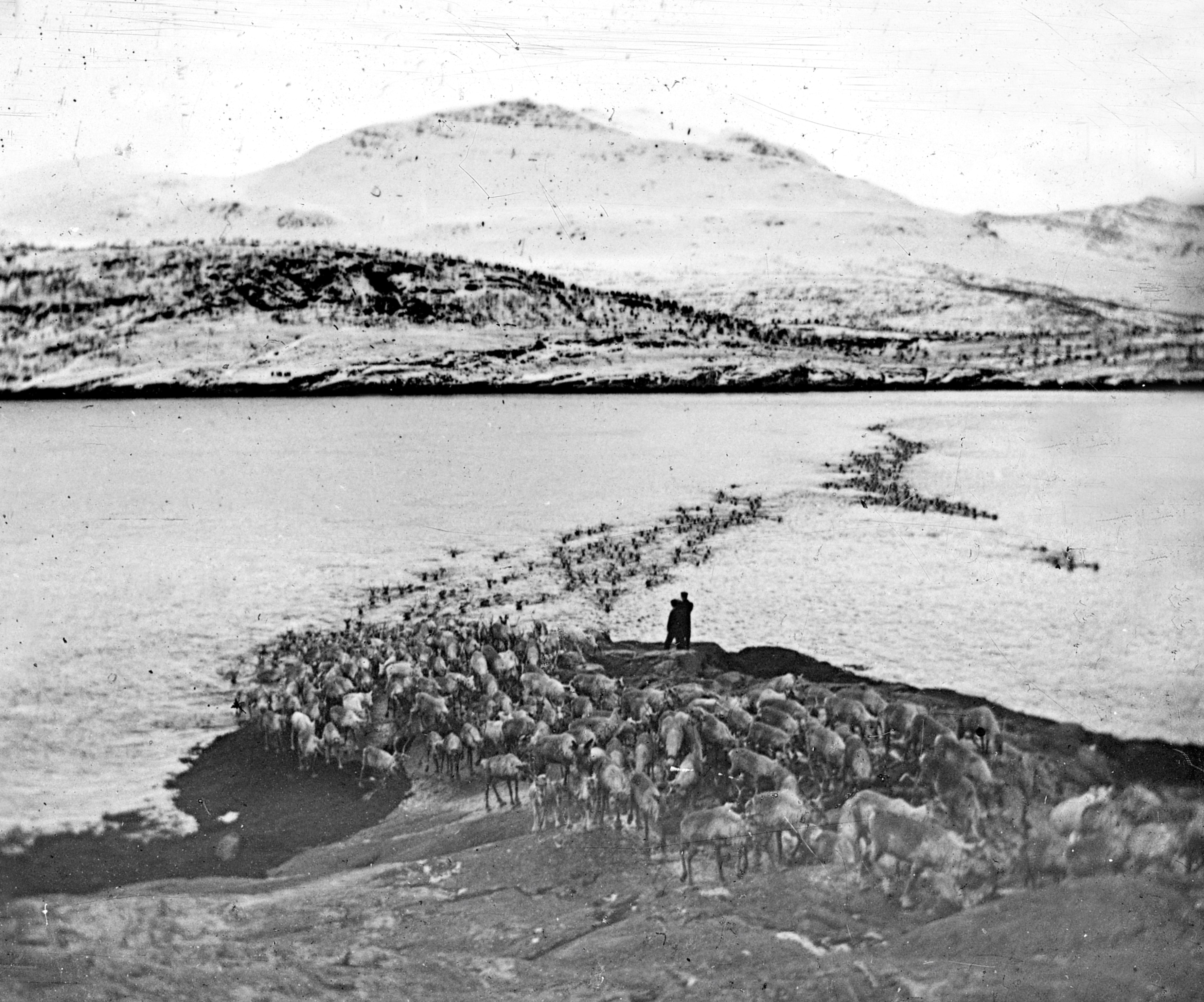 Rya_flytting Rein som svømmer over fjord_svart hvitt bilde