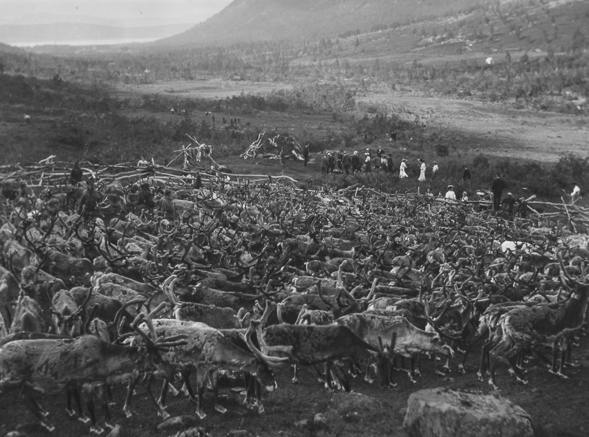 turist reinflokk med besøk av turister fra tidlig 1900-tall. svart hvitt bilde.