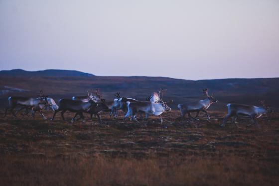 herd-of-caribou-reindeers-pasturing-and-crossing-the-road Nikolai tsuguliev mostphotos.jpg