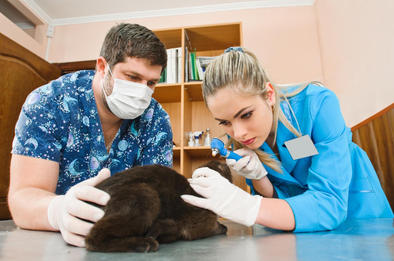 Illustrasjons-/bannerbilde for Kurs om granskning av kriminelle handlinger begått mot dyr / Course on investigation of criminal acts committed against animals