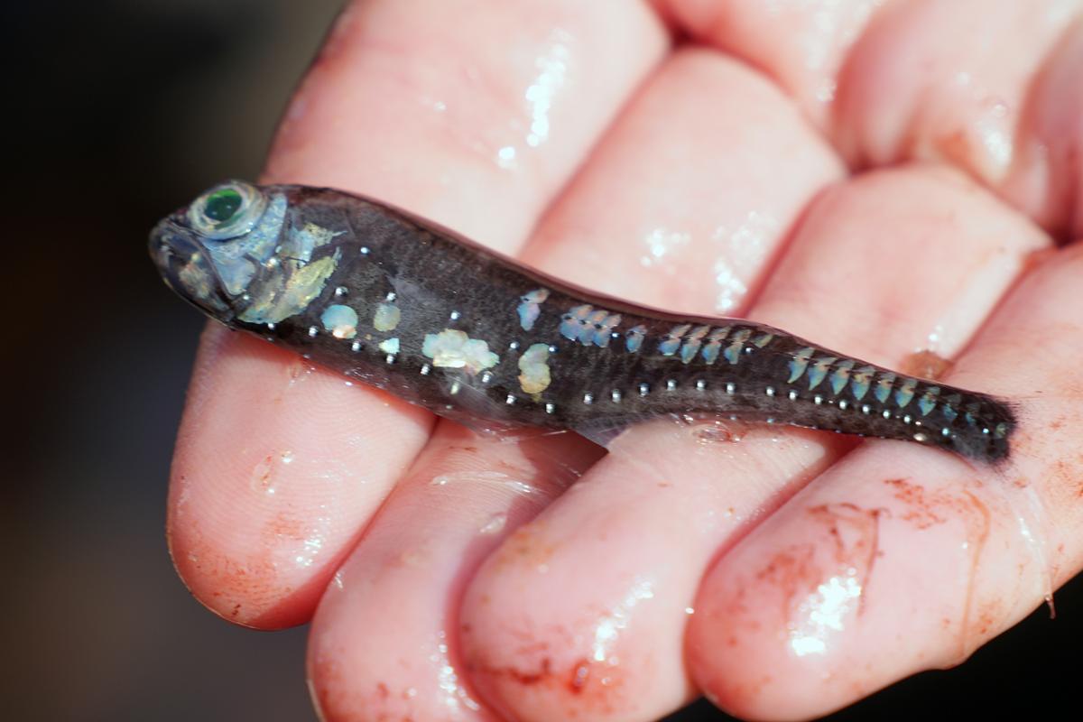 En liten fisk med selvlysende flekker
