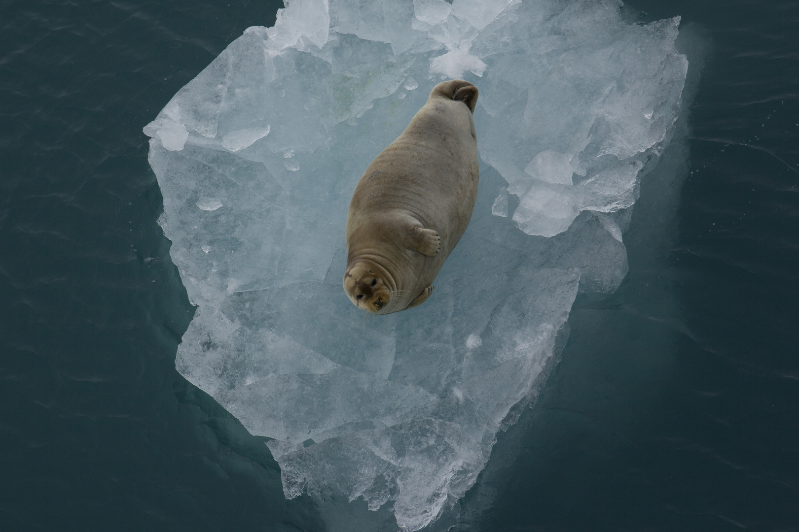 Storkobbe sel på et isflak
