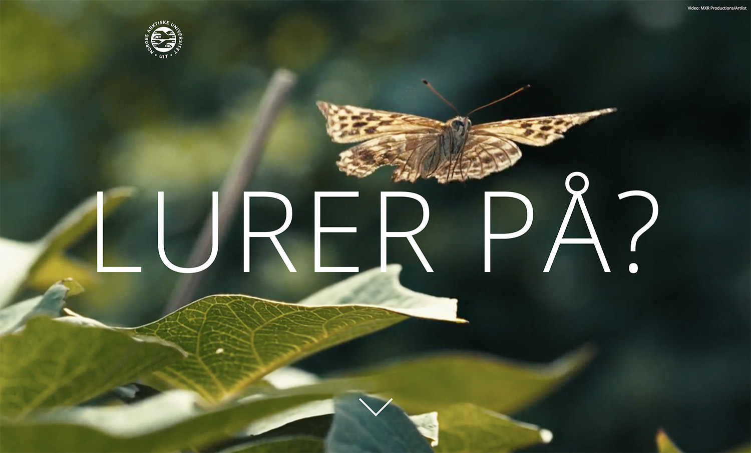 sommerfugl som letter fra en grein