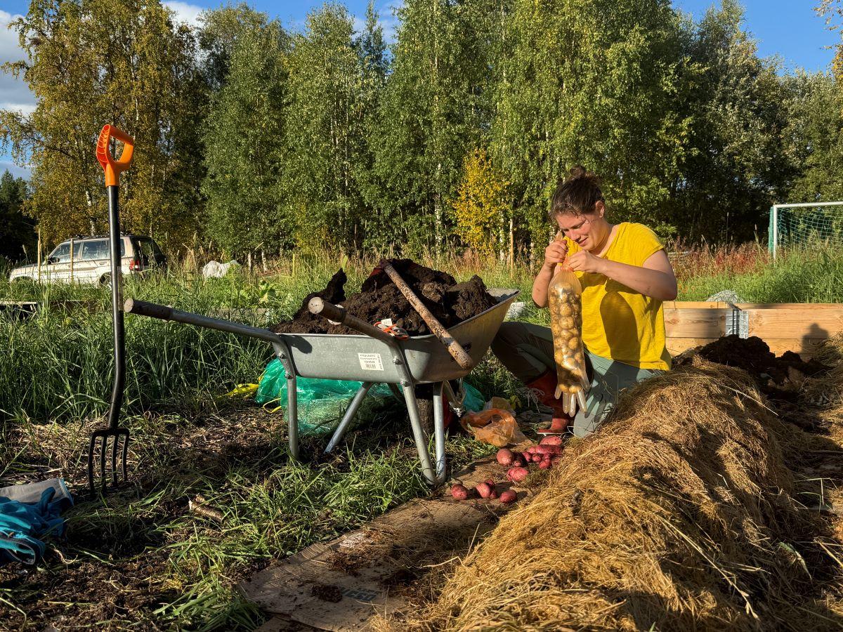 Tonje Romfo plukker poteter i sin hage