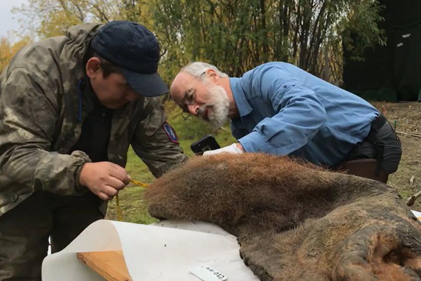 Illustrasjonsbilde Nedfrosset i nesten 40 000 år – nå «snakker» mammuten igjen 