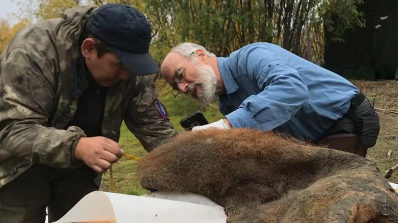 to menn som ser på en hårete mammut som er død