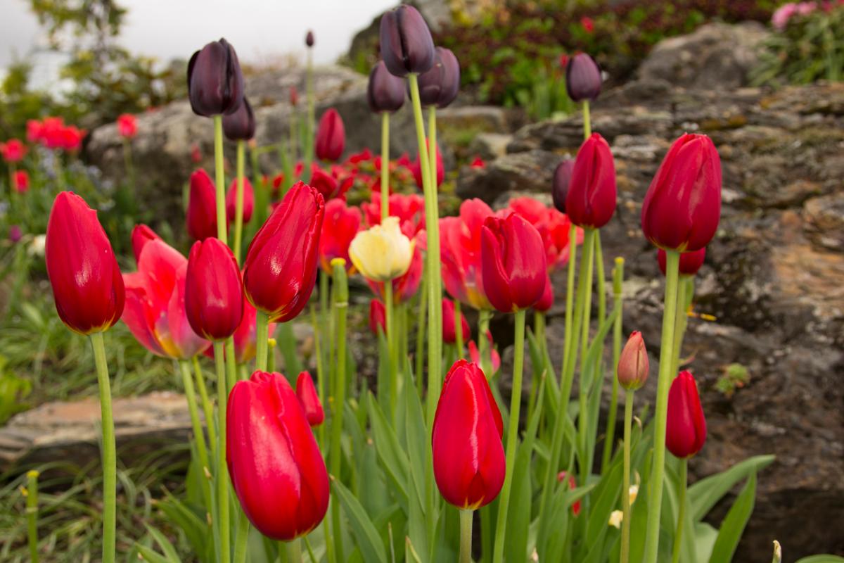Foto: Jørn Berger-Nyvoll/UiT