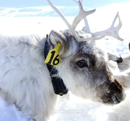 GPS-krave p&aring; et reinsdyr.