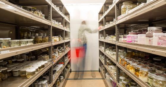 Illustrasjonsbilde for OMVISNING | De zoologiske samlingene