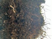 Bilde Environmental humanities gathering #75: Soils reading group