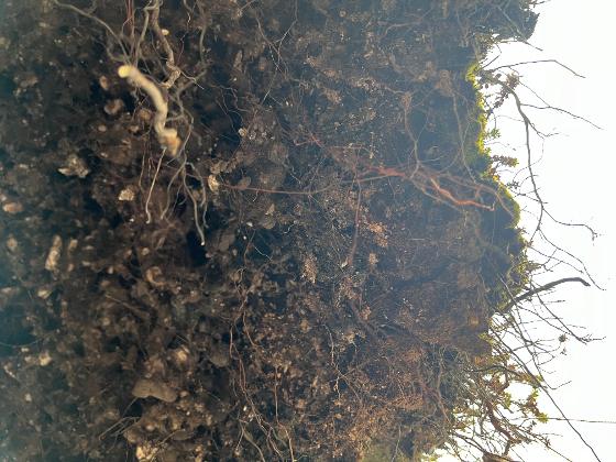 Illustrasjonsbilde for Environmental humanities gathering #71: Soils reading group 