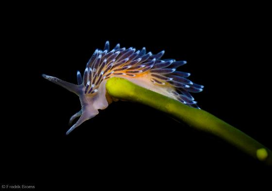 Illustrasjonsbilde for Meet the nudibranchs with Fredrik Broms 