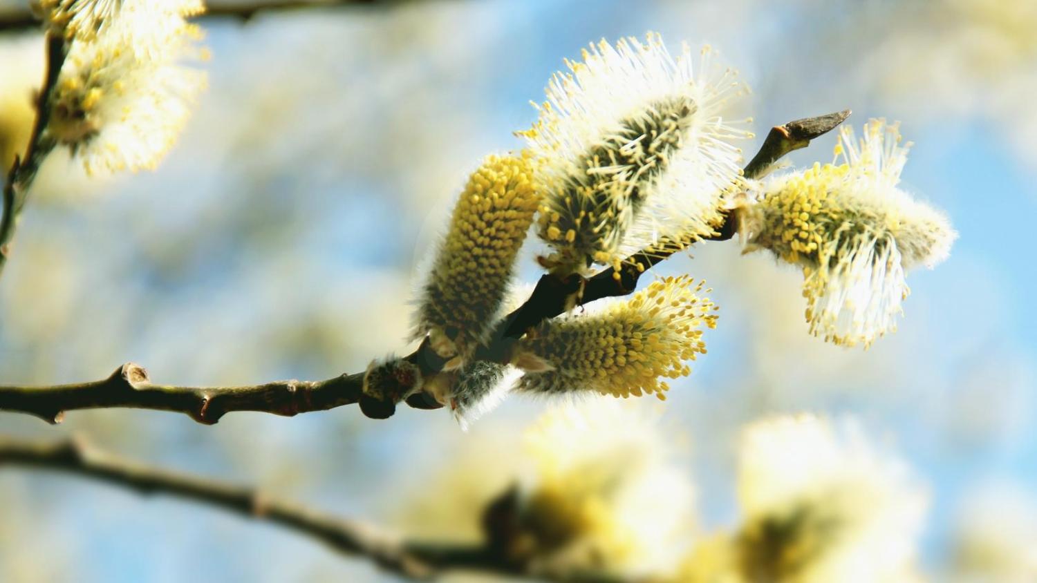 kvist med pollen
