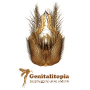 Bilde Utstillingsåpning: Genitalitopia - soppmyggens unike underliv