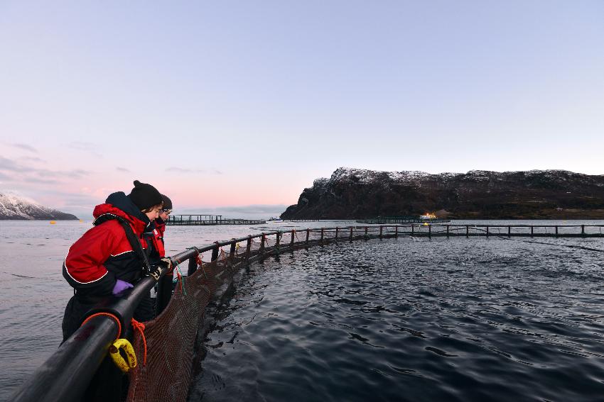 To personer kikker ned i fiskemerde