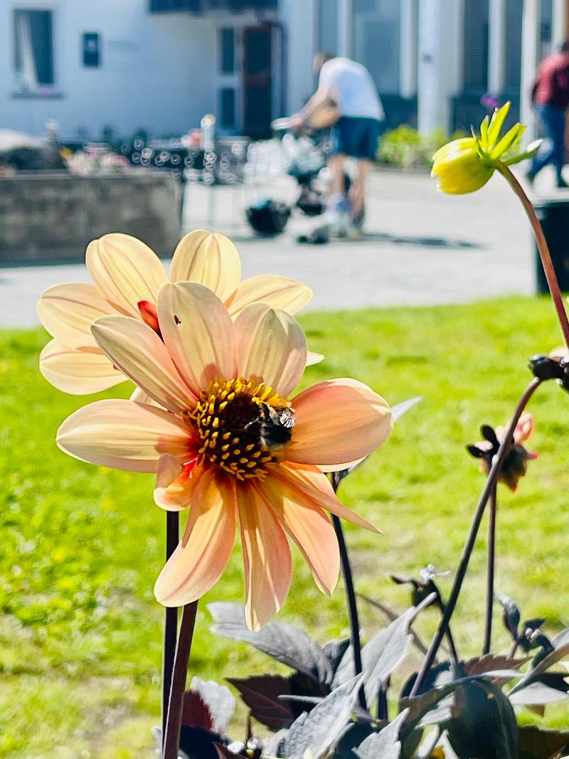 Kos deg med en kaffe blant blomster og bier