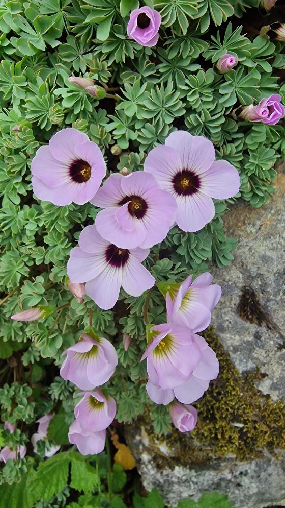 Illustrasjonsbilde for «Botanisk hage i fullt flor» - omvisning
