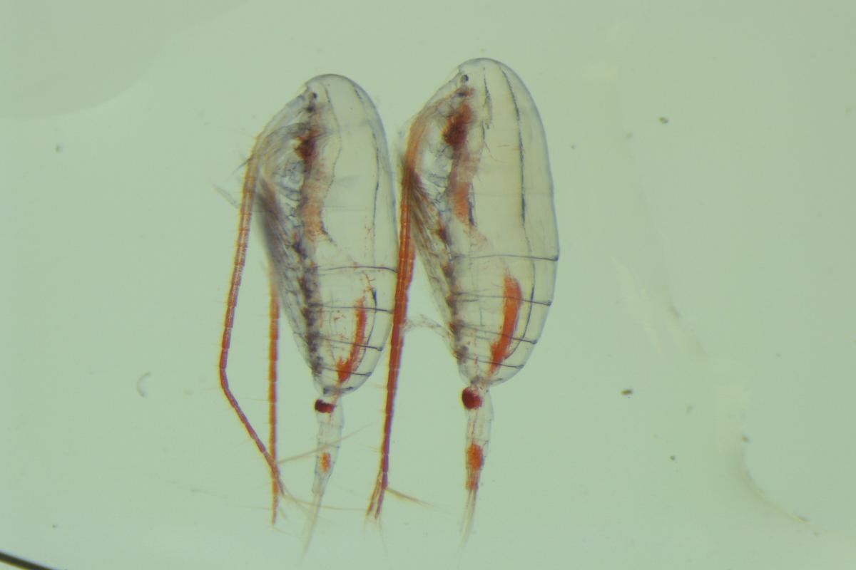 to sm&aring; krill